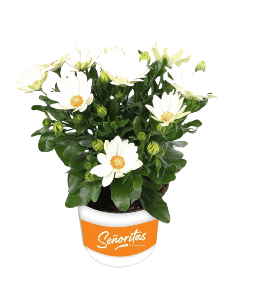 Osteospermum 'Señorita®Isabella / P10.5 Tähtisilmä