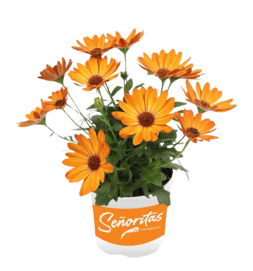 Osteospermum 'Señorita®Lucia / P10.5 Tähtisilmä