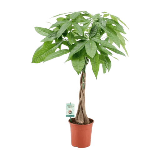 Pachira aquatica p19 sutipuu