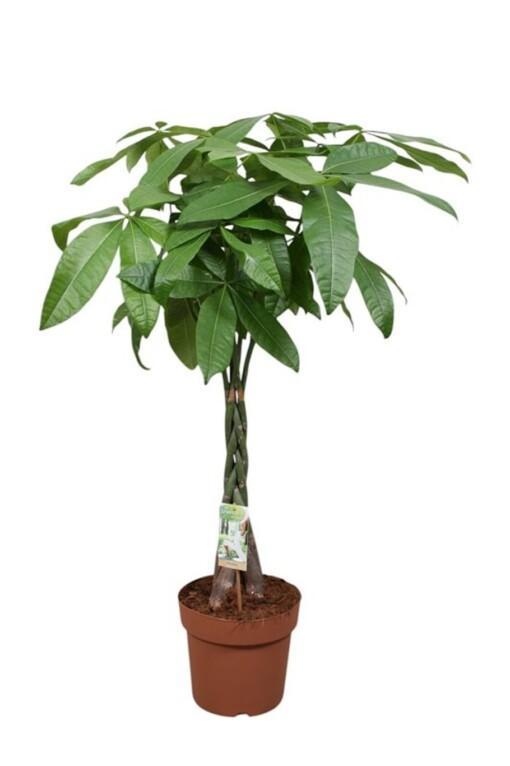 Pachira aquatica p24 sutipuu