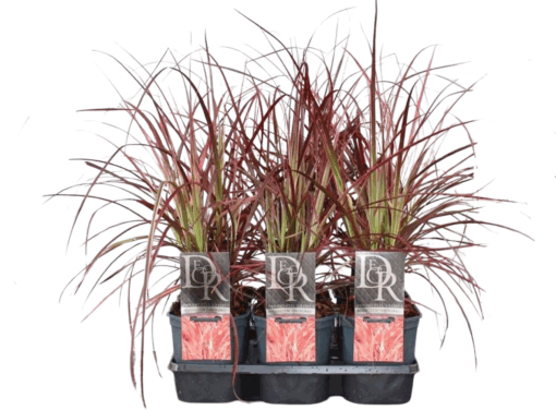 Pennisetum adv. 'Fireworks'® C2 arabiansulkahirssi