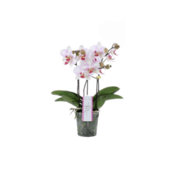 Phalaenopsis Orkidea 'MyMonro Makeup' matala isokukkainen
