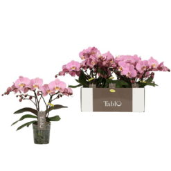 Phalaenopsis Orkidea 'Tablo Cosmopolitan' matala isokukkainen