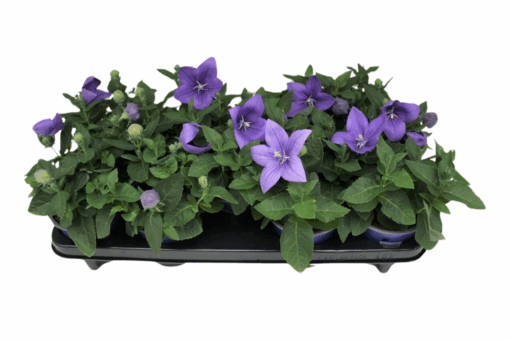 Platycodon grand. 'Astra Blue' P12 Jalokello