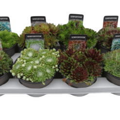 Sempervivum mix P14 Mehikasvi mix
