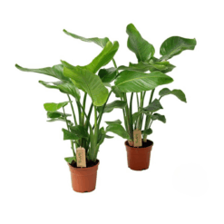 Strelitzia nicolai P17 kolibrinkukka