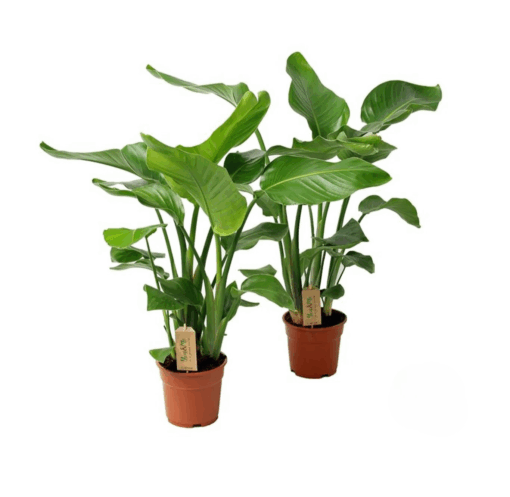 Strelitzia nicolai P17 kolibrinkukka