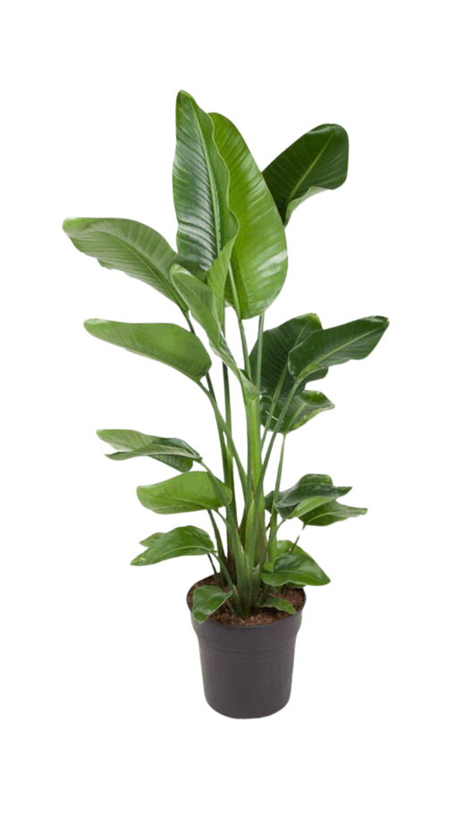 Strelitzia nicolai P31 kolibrinkukka