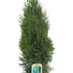 Thuja occ. 'Smaragd' 60-80 cm C3.5 Timanttituija