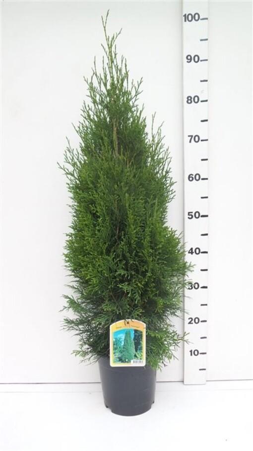 Thuja occ. 'Smaragd' 60-80 cm C3.5 Timanttituija