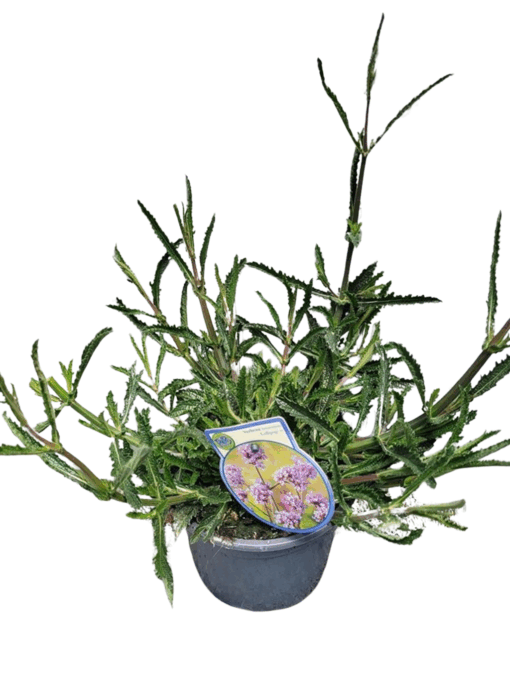 Verbena bonariensis 'Lollipop' C2 Jättiverbena