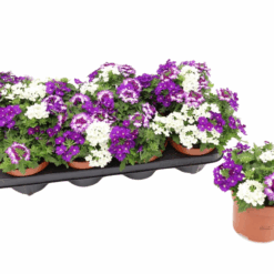 Verbena trio P13 rautayrtti sininen/sininen/valkoinen