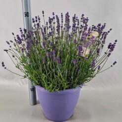 Lavandula ang. 'Essence Purple' C7.5  Tähkälaventeli
