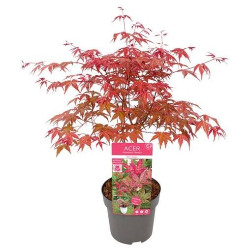 Acer palmatum 'Beni-maiko' C3 japaninvaahtera