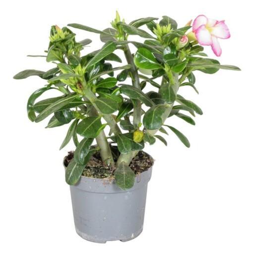 Adenium obesum pink P13 aavikkoruusu