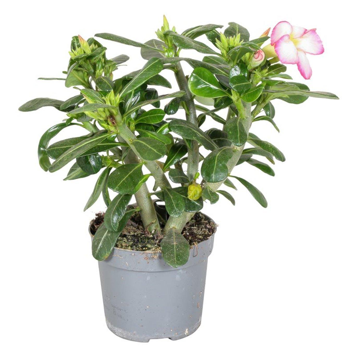 Adenium Obesum Pink P13 Aavikkoruusu Kukkatalo Maritta