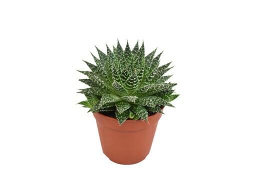Aloe 'Zambesii' P12