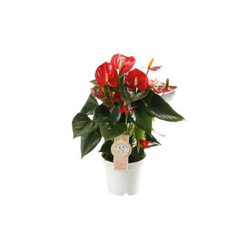 Anthurium andreanum P12 flamingonkukka punainen