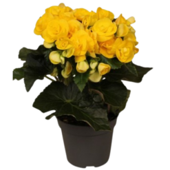Ruusubegonia 'Rebecca' keltainen