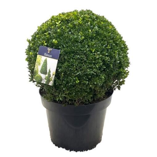 Buxus sempervirens 35-40 cm puksipuu