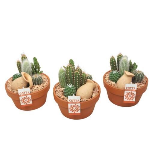 Cactus-istutus P17 kaktus
