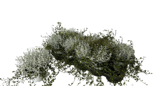 Calocephalus/Muehlenbeckia P12 hopealanka/lankaköynnös