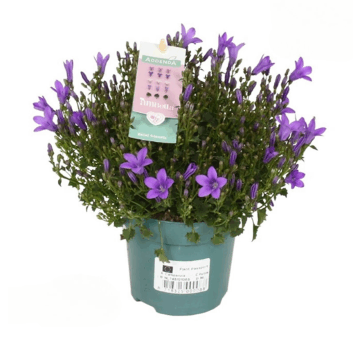 Campanula 'Ambella® Intense Purple' P10.5 muurinkello