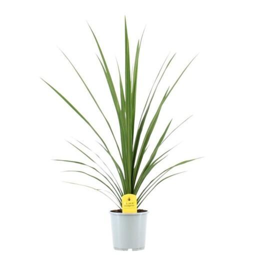 Cordyline australis 'Verde' P17 verililjapuu