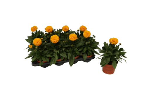 Coreopsis grand. 'Solanna Golden Sphere' P13 Isokaunosilmä