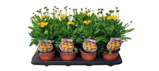 Coreopsis grand. 'Presto Yellow Double' P12 Isokaunosilmä