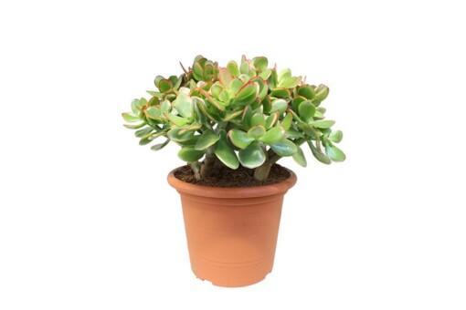 Crassula ovata 'Sunset' P23 rahapuu