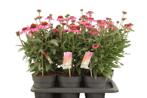 Echinacea 'Mooodz® Courage' C2 Kaunopunahattu