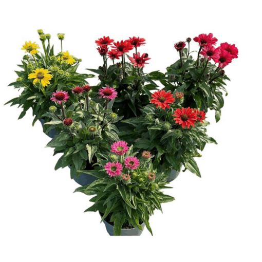 Echinacea purpurea mix C3 Kaunopunahattu