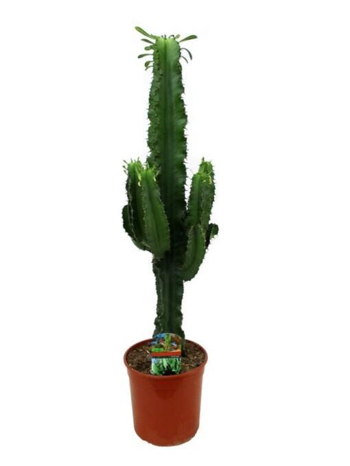 Euphorbia ingens P19 tyräkki