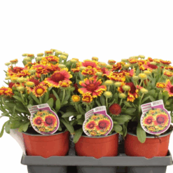 Gaillardia arist. 'Guapa Flamenco Bicolour' C1.5 Syyssädekukka