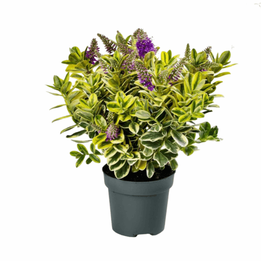 Hebe Classica® 'Katrina' P13 pensastädyke