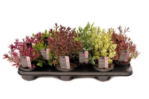 Hebe 'Magicolors'® mix P10.5 pensastädyke