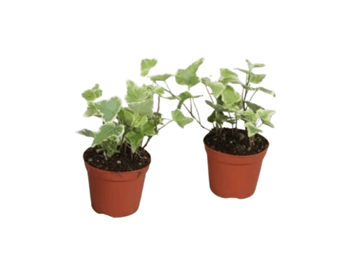 Hedera helix 'White Wonder' P8.5 muratti valko-vihreälehtinen