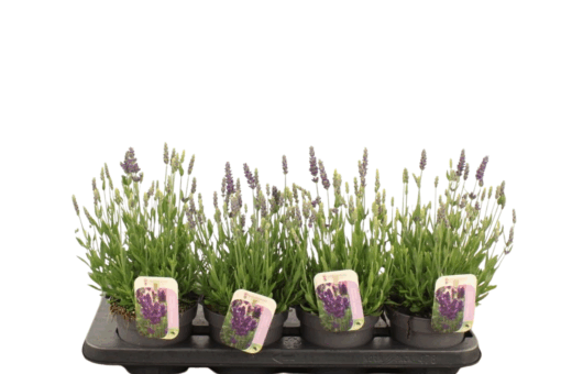 Lavandula ang. 'Spear Blue' P13 Tähkälaventeli