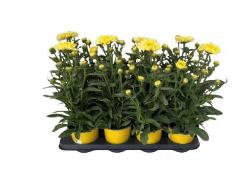 Leucanthemum 'Banana Cream' P13 Isopäivänkakkara