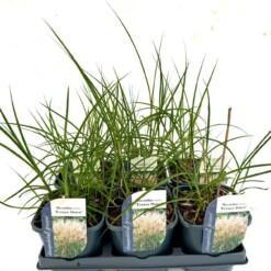 Miscanthus sin. 'Ferner osten' C2 elefanttiheinä