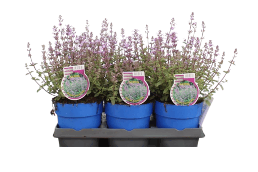 Nepeta faassenii 'Purrsian Blue' C1.5 Mirrinminttu