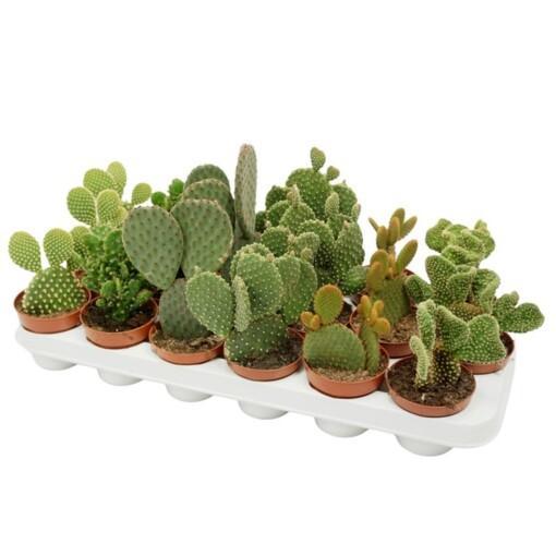 Opuntia P8.5 opuntia lajitelma