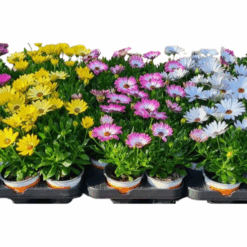 Osteospermum 'Señoritas'® mix / P10.5 Tähtisilmä