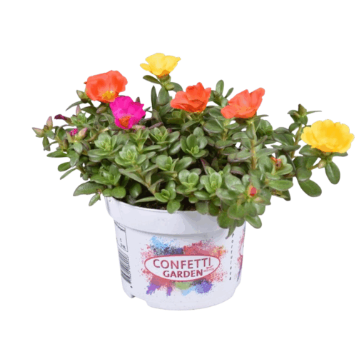 Portulaca 'Confetti Garden' P13 portulakka