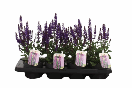 Salvia n. 'Sensation C. Deep Blue' P13 Lehtosalvia