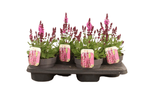 Salvia nem. 'Rose Marvel' C2 Lehtosalvia