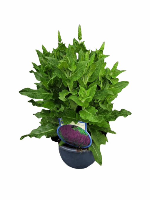 Salvia nemorosa 'Ostfriesland' C2 Lehtosalvia