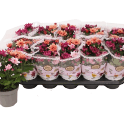 Chrysanthemum 'Carnaval Melange' P12 krysanteemi