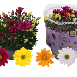 Chrysanthemum 'Carnaval' P23 krysanteemi vatimalli